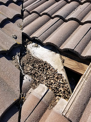 Roof Maintenance